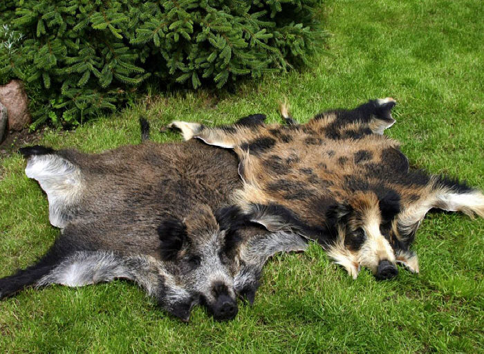 Гарбарны завод скура авечая вытворца авечых шкур icelandic дыван Польша